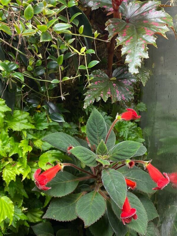 Kohleria eriantha, Gesnériacées, plante d'intérieur, terrarium, Paris 19e (75)