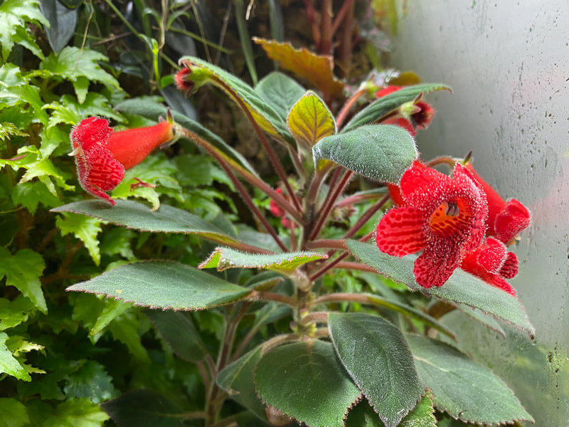 Kohleria eriantha, Gesnériacées, plante d'intérieur, terrarium, Paris 19e (75)