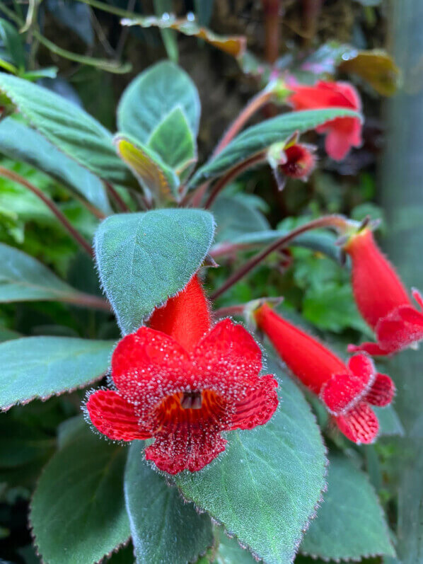 Kohleria eriantha, Gesnériacées, plante d'intérieur, terrarium, Paris 19e (75)