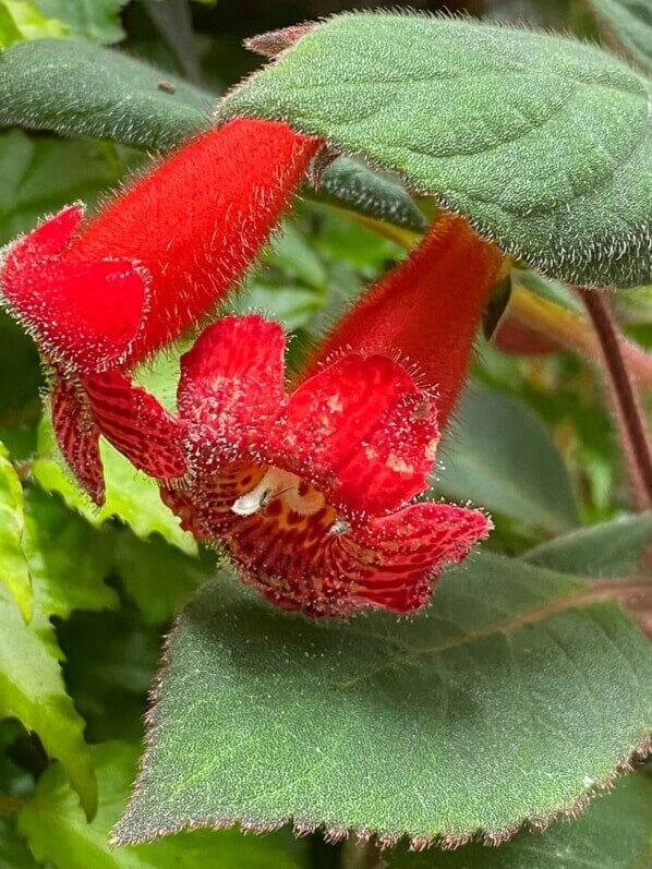 Kohleria eriantha, Gesnériacées, plante d'intérieur, terrarium, Paris 19e (75)