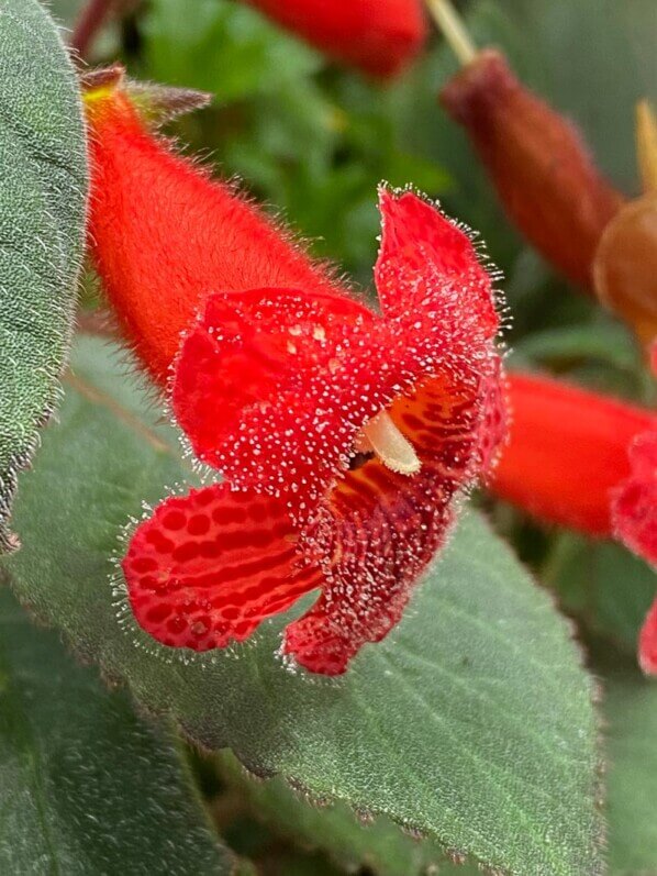 Kohleria eriantha, Gesnériacées, plante d'intérieur, terrarium, Paris 19e (75)