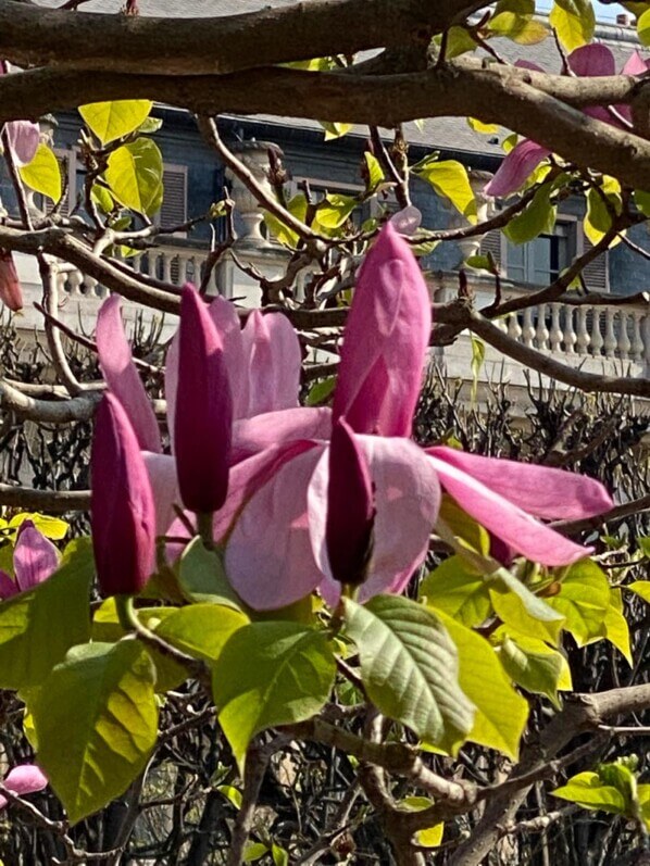 Magnolia fleuri au début du printemps dans le Jardin du Palais Royal, Paris 1er (75), 25 mars 2022, photo Alain Delavie