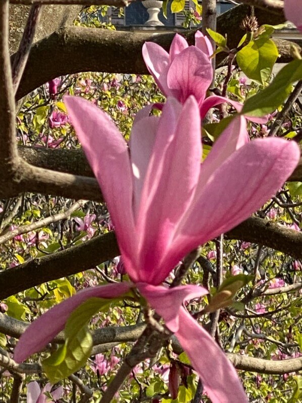 Magnolia fleuri au début du printemps dans le Jardin du Palais Royal, Paris 1er (75)