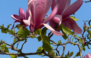 Magnolia fleuri au début du printemps dans le Jardin du Palais Royal, Paris 1er (75)