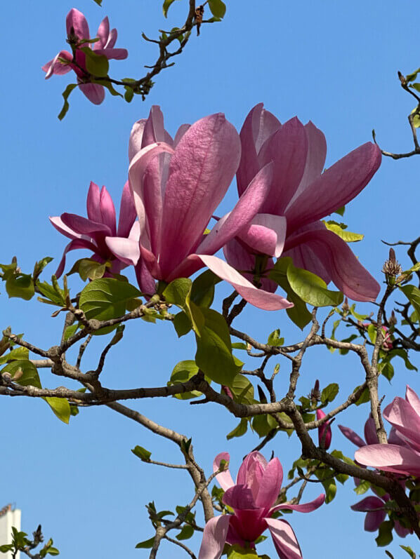 Magnolia fleuri au début du printemps dans le Jardin du Palais Royal, Paris 1er (75)