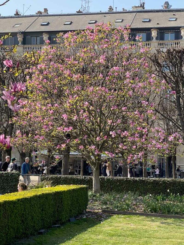 Magnolia fleuri au début du printemps dans le Jardin du Palais Royal, Paris 1er (75)