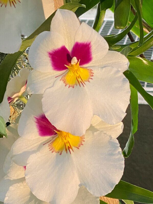Miltonia hybride, exposition Mille et une orchidées, Jardin des plantes, Paris 5e (75)