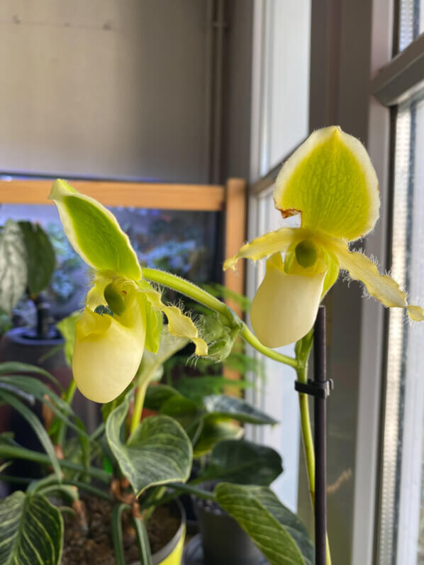 Paphiopedilum x 'Pinocchio' Yellow, orchidée, plante d'intérieur, Paris 19e (75)