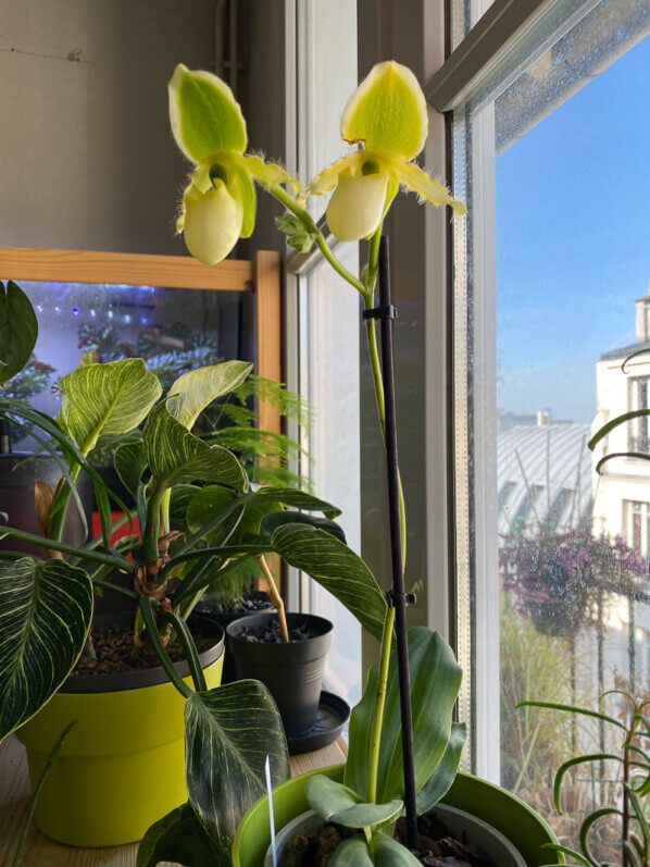 Paphiopedilum x 'Pinocchio' Yellow, orchidée, plante d'intérieur, Paris 19e (75)