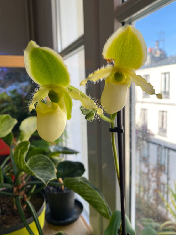 Paphiopedilum x 'Pinocchio' Yellow, orchidée, plante d'intérieur, Paris 19e (75)