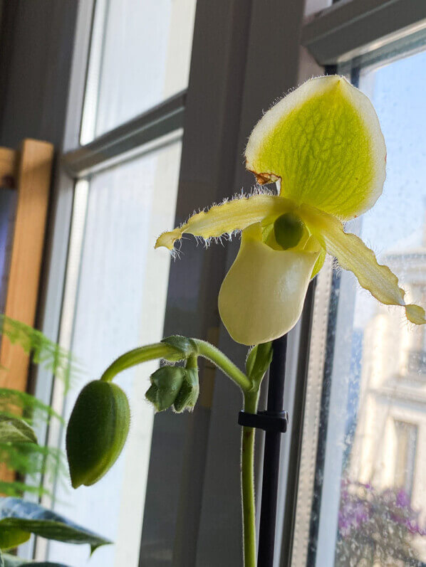 Paphiopedilum x 'Pinocchio' Yellow, orchidée, plante d'intérieur, Paris 19e (75)