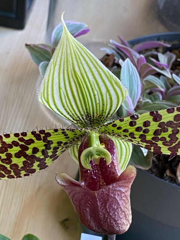 Paphiopedilum sukhakulii, orchidée, plante d'intérieur, Paris 19e (75)