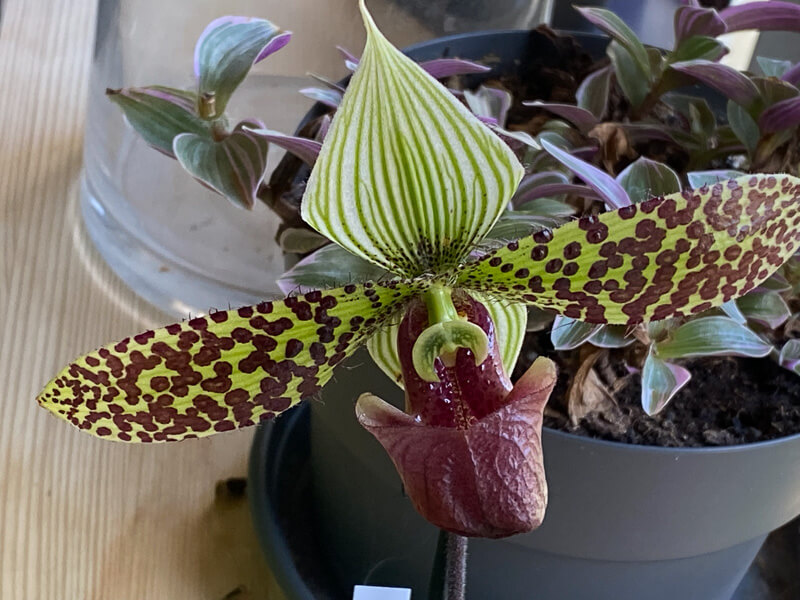 Paphiopedilum sukhakulii, orchidée, plante d'intérieur, Paris 19e (75)