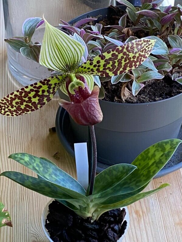 Paphiopedilum sukhakulii, orchidée, plante d'intérieur, Paris 19e (75)