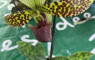 Paphiopedilum sukhakulii, orchidée, plante d'intérieur, Paris 19e (75)