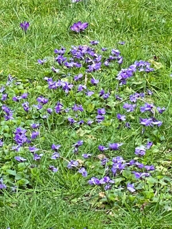 Pelouse fleurie avec des violettes en fin d'hiver dans le square Boucicaut, Paris 6e (75)