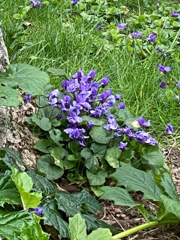 Lire la suite à propos de l’article Charmantes violettes parisiennes pour la fin de l’hiver