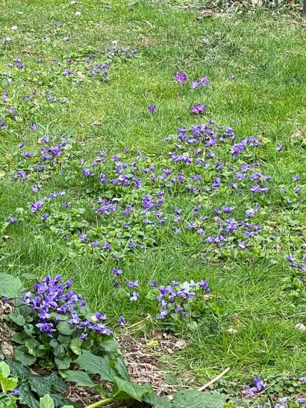 Pelouse fleurie avec des violettes en fin d'hiver dans le square Boucicaut, Paris 6e (75)