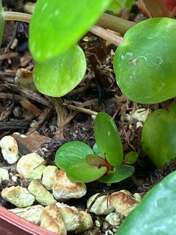 Lire la suite à propos de l’article Pilea peperomioides ‘White Splash’ très drageonnant