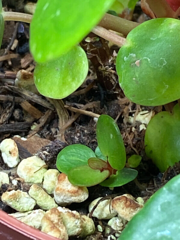 Pilea peperomioides 'White Splash', plante d'intérieur, Paris 19e (75)