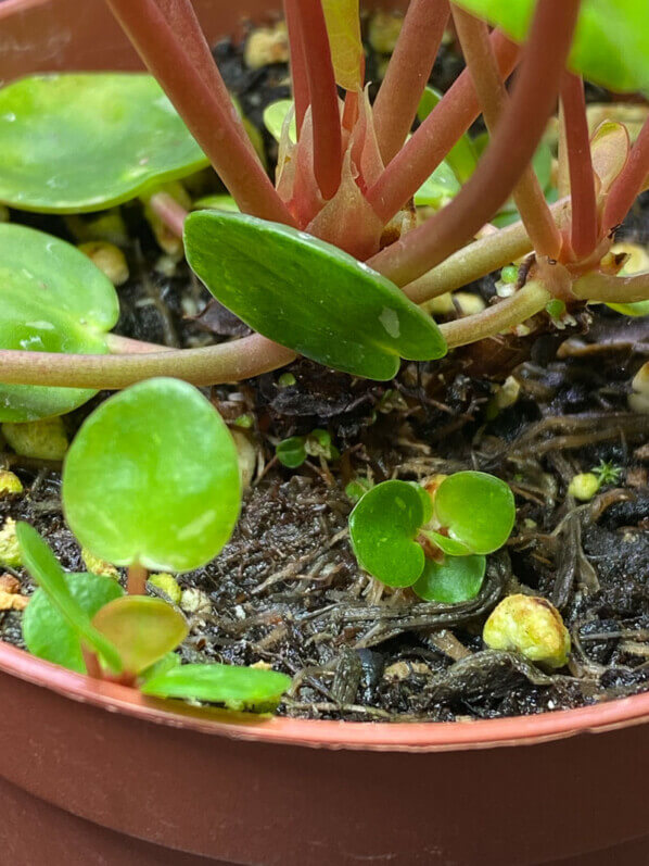 Pilea peperomioides 'White Splash', plante d'intérieur, Paris 19e (75)