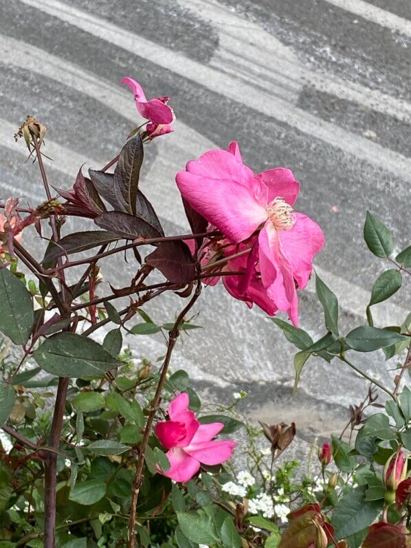 Rosier fleuri, floraison hivernale, rue des Martyrs, Paris 9e (75)