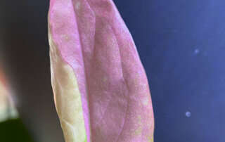 Nouvelle feuille rose du Syngonium 'Red Spot', plante d'intérieur, Paris 19e (75)