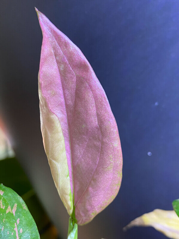 Nouvelle feuille rose du Syngonium 'Red Spot', plante d'intérieur, Paris 19e (75)