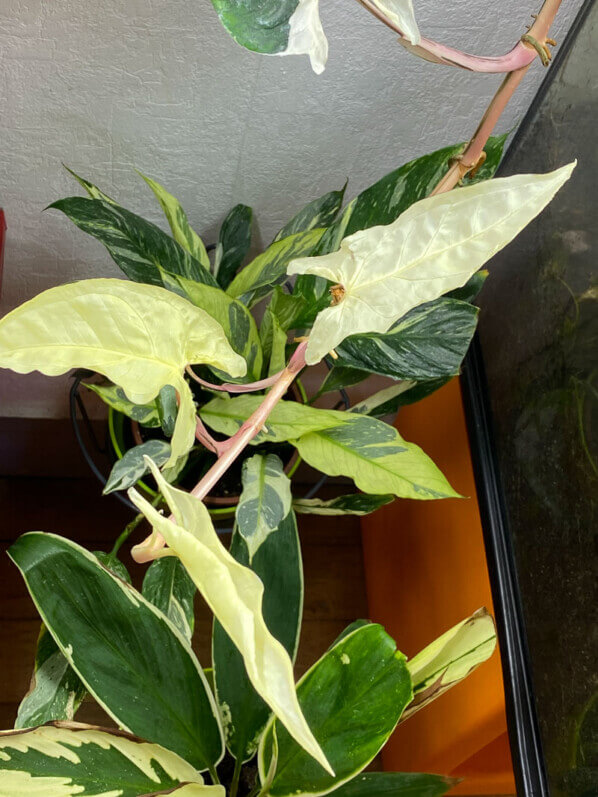 Nouvelles feuilles crème du Syngonium podophyllum 'Albo Variegata', Araceae, plante d'intérieur, Paris 19e (75)