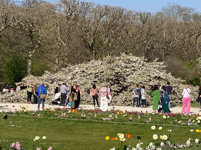 Cerisier à fleurs du Japon, Prunus, au début du printemps dans le Jardin des Plantes, Paris 5ème  (75)