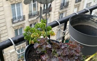 Pelargonium 'Red Vésuve', Pelargonium Bontrozaï, en fin d'hiver sur mon balcon parisien, Paris 19e (75)