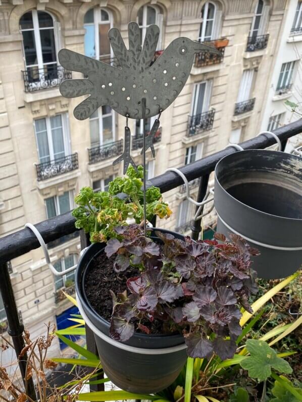 Pelargonium 'Red Vésuve', Pelargonium Bontrozaï, en fin d'hiver sur mon balcon parisien, Paris 19e (75)