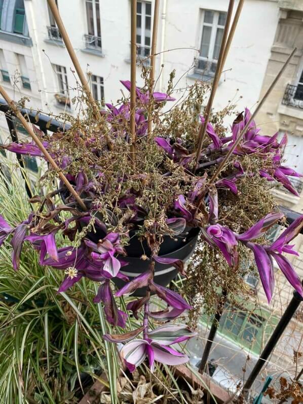 Lire la suite à propos de l’article Tradescantia ‘Nanouk’ après un hiver dehors sans protection
