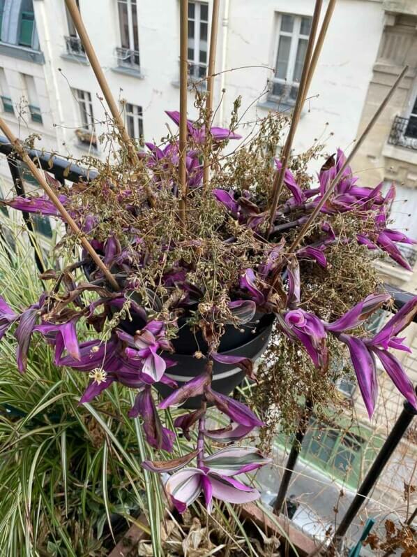 Potée de Tradescantia 'Nanouk' en fin d'hiver sur mon balcon parisien, Paris 19e (75)