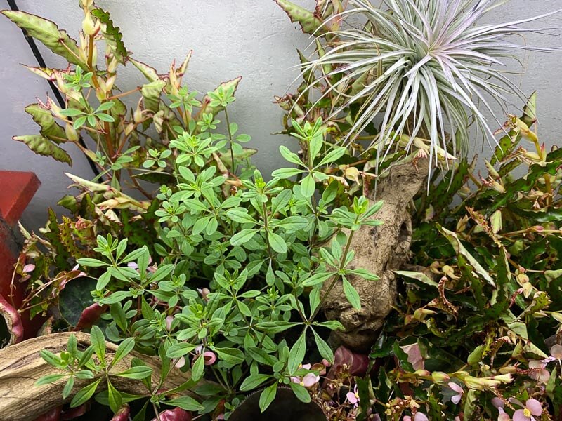 Mauvaise herbe, bégonias et Tillandsia, plante d'intérieur, terrarium, Paris 19e (75)