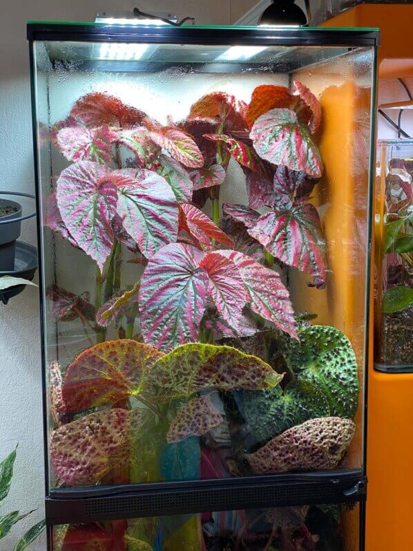 Begonia brevirimosa, Bégoniacées, plante d'intérieur, terrarium, Paris 19e (75)