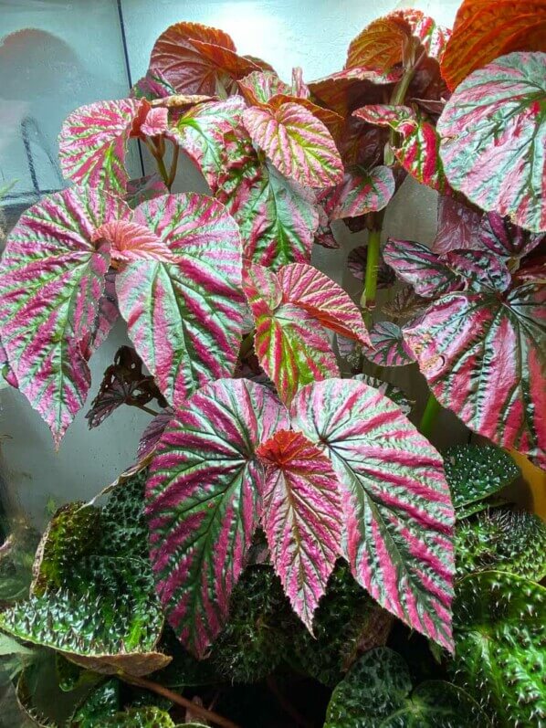 Begonia brevirimosa, Bégoniacées, plante d'intérieur, terrarium, Paris 19e (75)