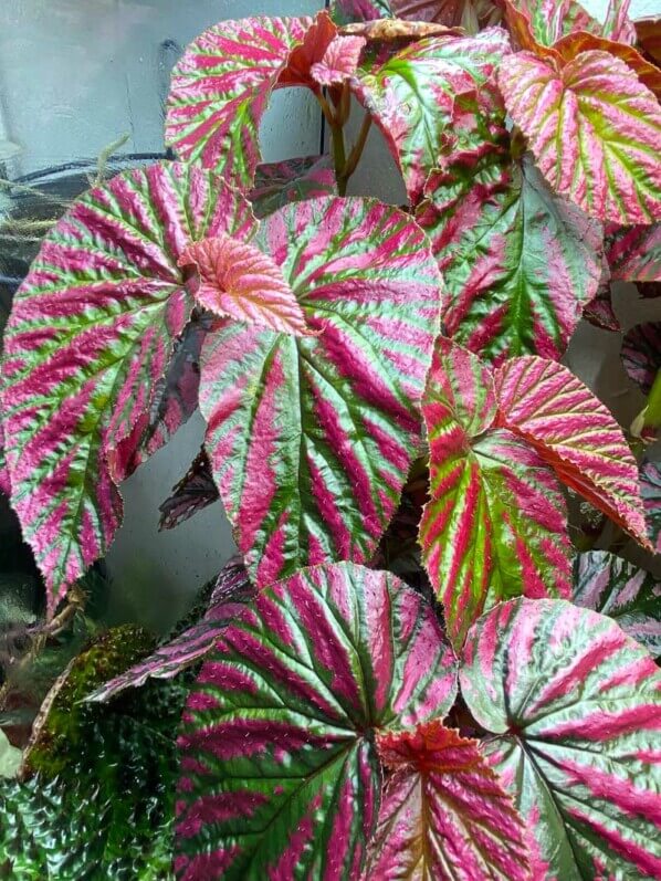 Begonia brevirimosa, Bégoniacées, plante d'intérieur, terrarium, Paris 19e (75)
