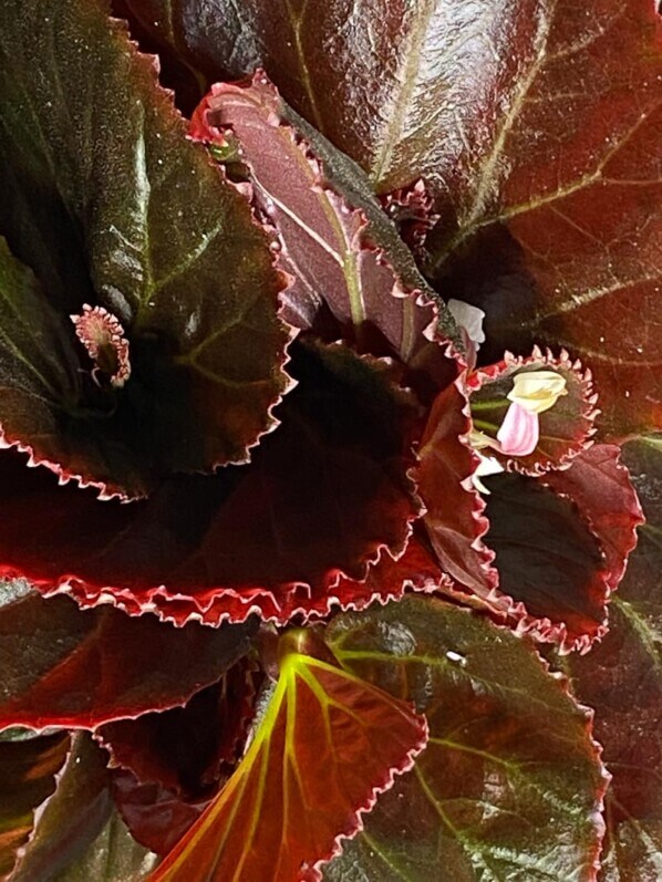 Begonia sp. Sulawesi Black, Bégoniacées, plante d'intérieur, terrarium, Paris 19e (75)