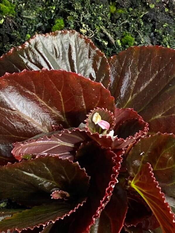 Begonia sp. Sulawesi Black, Bégoniacées, plante d'intérieur, terrarium, Paris 19e (75)