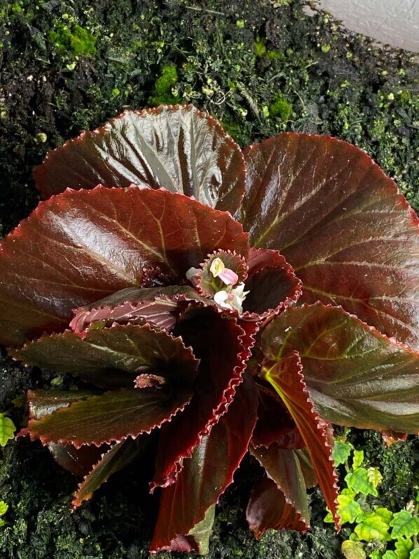 Begonia sp. Sulawesi Black, Bégoniacées, plante d'intérieur, terrarium, Paris 19e (75)