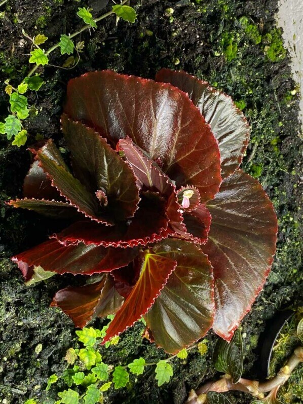 Begonia sp. Sulawesi Black, Bégoniacées, plante d'intérieur, terrarium, Paris 19e (75)