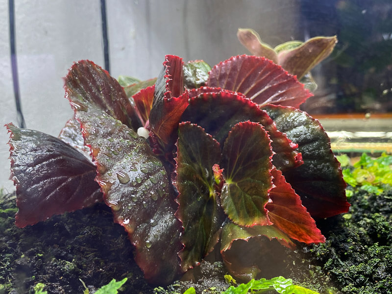 Begonia sp. Sulawesi Black, Bégoniacées, plante d'intérieur, terrarium, Paris 19e (75)