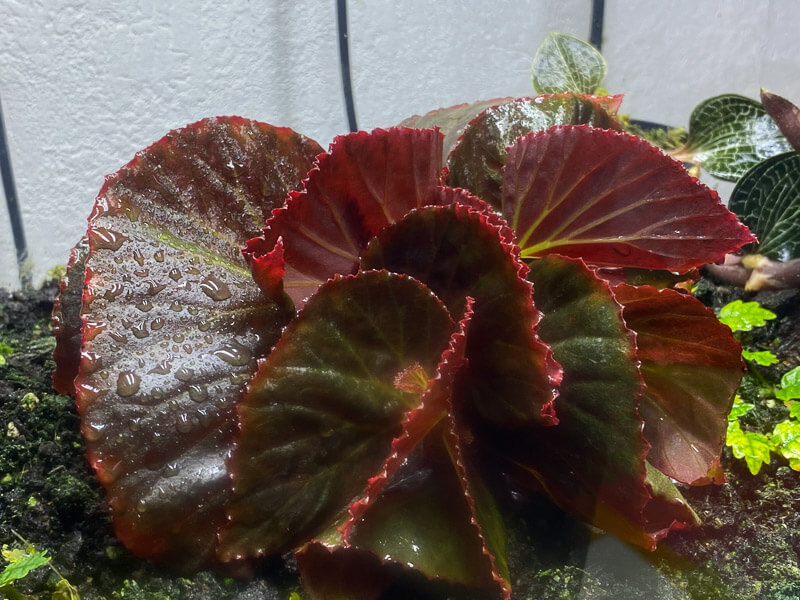 Begonia sp. Sulawesi Black, Bégoniacées, plante d'intérieur, terrarium, Paris 19e (75)