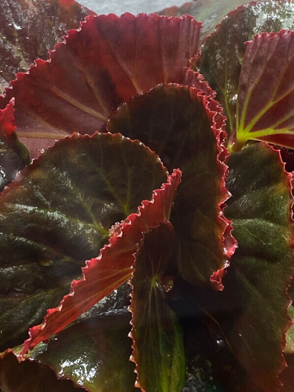 Begonia sp. Sulawesi Black, Bégoniacées, plante d'intérieur, terrarium, Paris 19e (75)