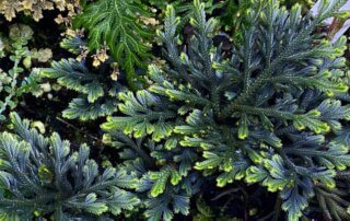 Sélaginelle, Selaginella erythropus, plante d'intérieur, terrarium, Paris 19e (75)