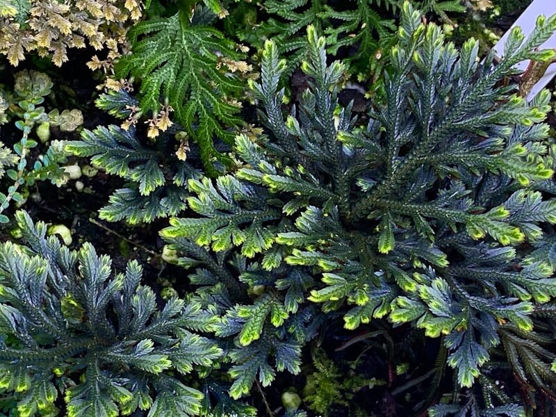 Sélaginelle, Selaginella erythropus, plante d'intérieur, terrarium, Paris 19e (75)