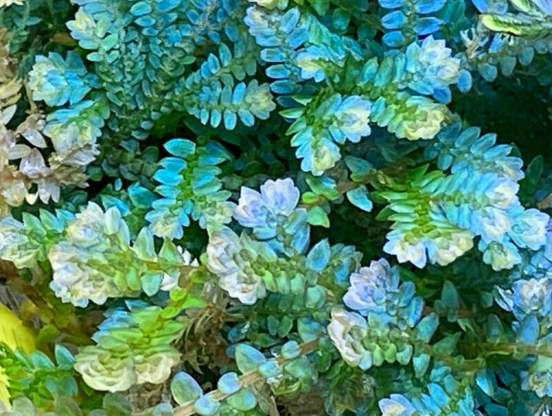 Sélaginelle, Selaginella, plante d'intérieur, terrarium, Paris 19e (75)