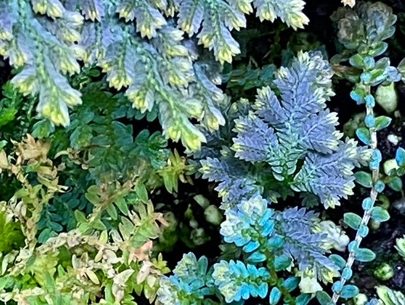 Sélaginelles, Selaginella, plante d'intérieur, terrarium, Paris 19e (75)