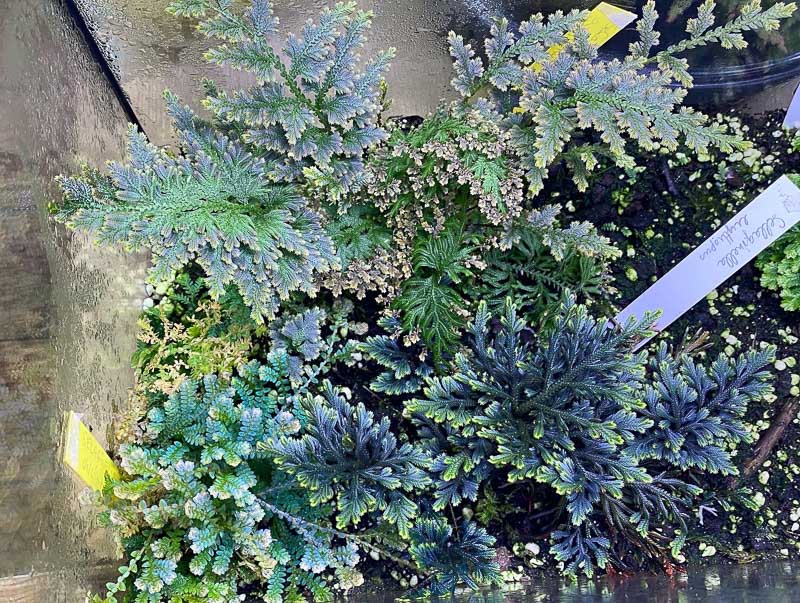 Lire la suite à propos de l’article L’incroyable iridescence bleue de mes sélaginelles